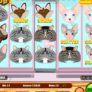 Cats (Portomaso Gaming)