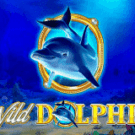 Wild Dolphin