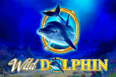 Wild Dolphin